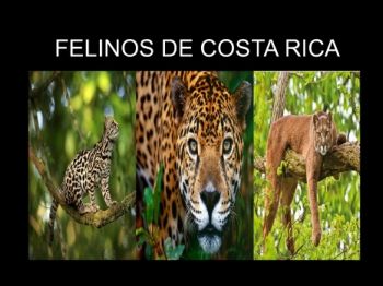 FELINOS DE COSTA RICA