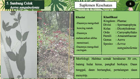 Klasifikasi adiantum outlet raddianum