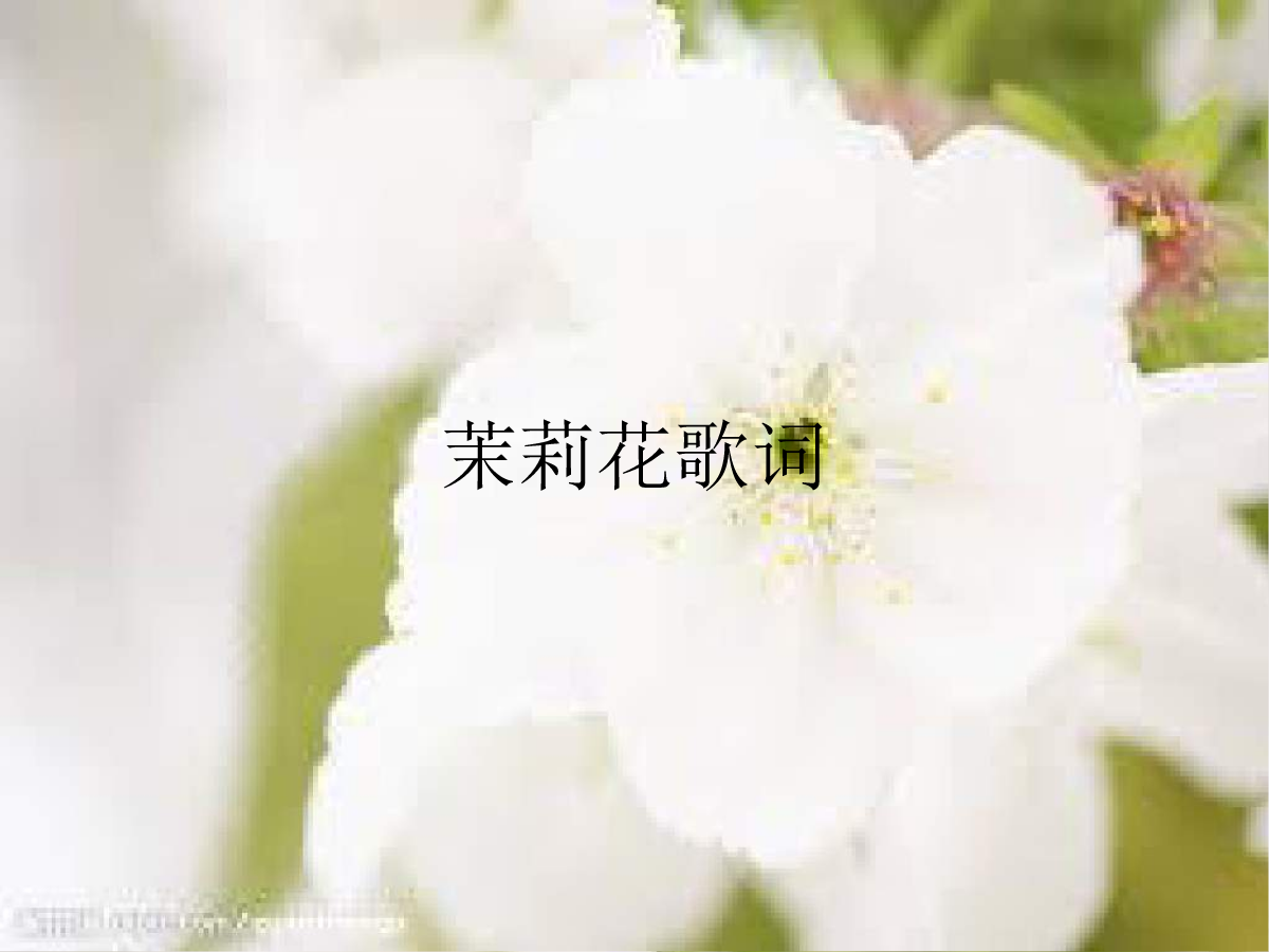 茉莉花