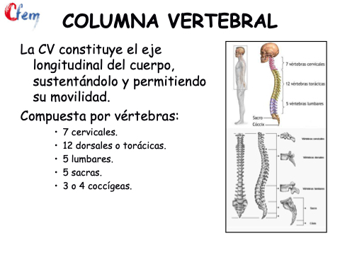 eje longitudinal del cuerpo