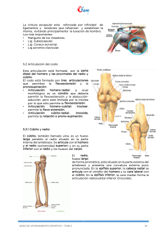 articulación radiocubital superior