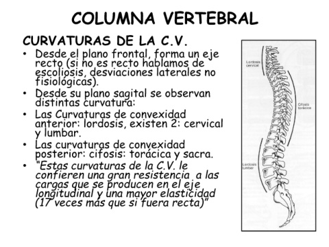Curvaturas de la columna vertebral